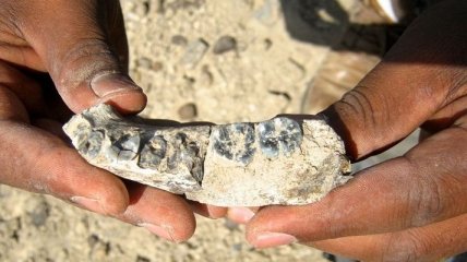 Археологи нашли древнейшего представителя рода людей