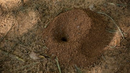 Простые средства от муравьев