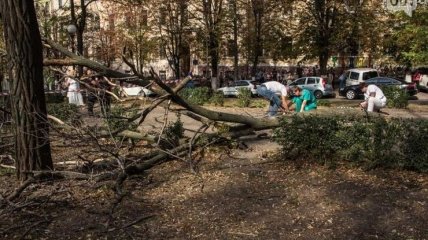 Трагедия в Днепре: студентку убило деревом 