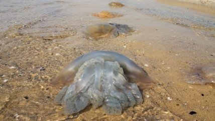 Смертоносные медузы держат в страхе юго-запад Испании 