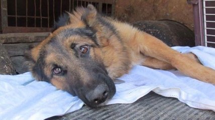 Львовские полицейские спасли сбитую собаку