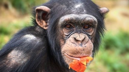 Исследователи обнаружили уникальную способность шимпанзе