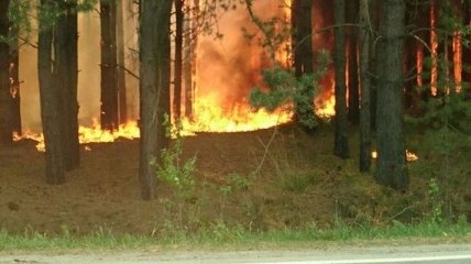 В Херсонской области выгорело почти 5 га лесной подстилки