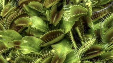 Ученые обнаружили уникальные факты о генетике растений
