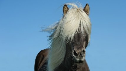 Лошадь, иллюстративное фото