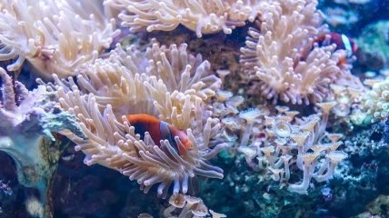 Модифицированные микроводоросли защитили кораллы от обесцвечивания