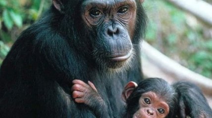 Ученые обнаружили новые способности у шимпанзе