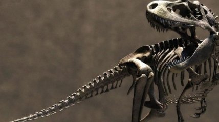 Ученые открыли новый вид пернатых динозавров
