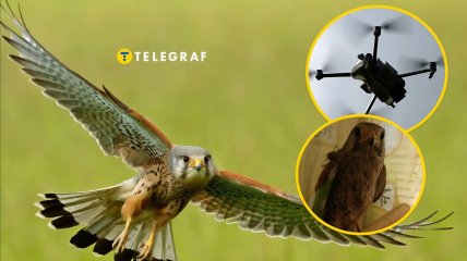 Сокіл Шрайк