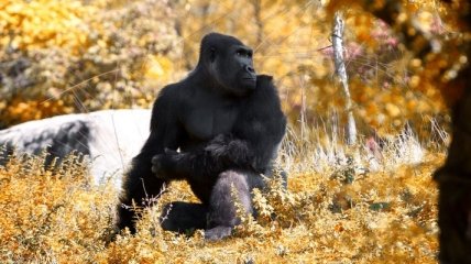 Агрессивного к самкам самца гориллы отправили на реабилитацию