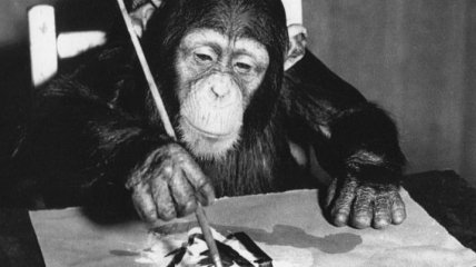 Художник шимпанзе: в Лондоне пройдет выставка картин Конго