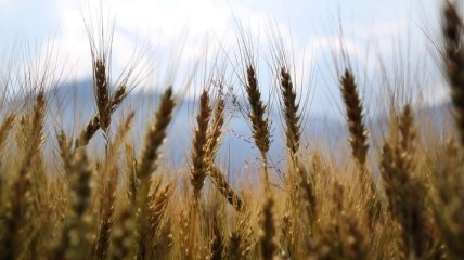 Австралия впервые за 12 лет будет покупать пшеницу