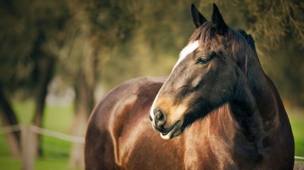 Украденный российский конь убежал от нового владельца