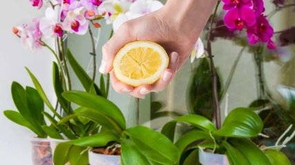 Лимонный сок предотвращает пожелтение листьев