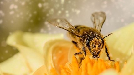 Рання весна: в Україні вже прокинулись бджоли