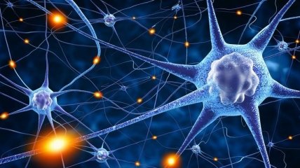 Ученые вырастили функциональную нейронную сеть человека из стволовых клеток