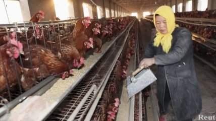В Китае обнаружили новый штамм птичьего гриппа