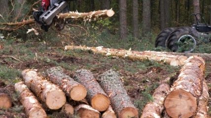 В Украине усилится контроль за заготовкой и реализацией древесины