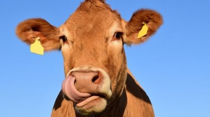 Уряд планує давати по 5 тисяч на корову