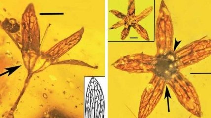 Ученые обнаружили древнейшие цветы в янтаре