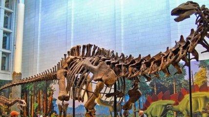 Ученые выяснили, что бронтозавры были отдельным видом динозавров