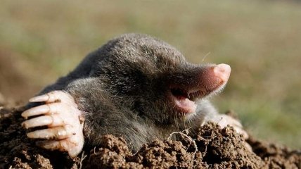 Кроты могут нанести много вреда на огороде (изображение создано с помощью ИИ)