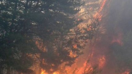 Полтавщина продолжает бороться с лесными пожарами