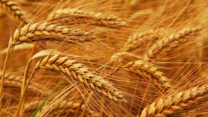 Найбільше у врожаї 2021 пшениці.