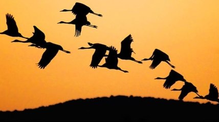 Как птицы во время перелета определяют место стоянки