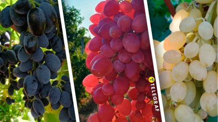 Юпітер, Динька, Златогор — увійшли до списку найсмачнішого винограду
