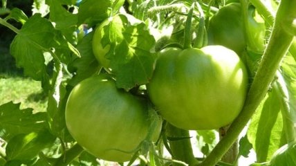 Лечим варикоз с помощью зеленых помидоров 