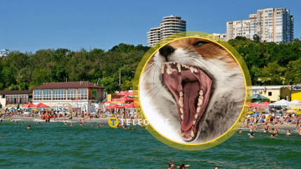 Лисиця, навіть начебто дружня, все ж хижак