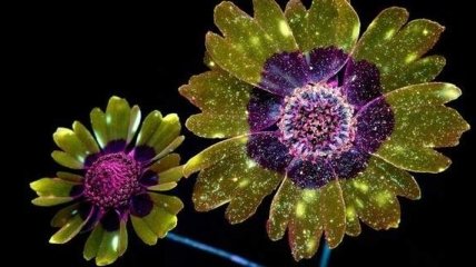 Волшебные фото цветов, освещённых ультрафиолетом (Фото)