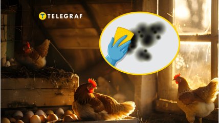 Как ухаживать за курятником