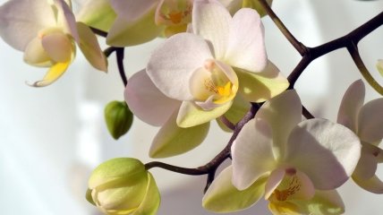 Особенности ухода за орхидеей зимой