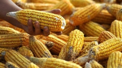 Румыния может потерять половину урожая кукурузы из-за засухи 