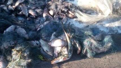 В Киевской области за браконьерство задержали экс-главу рыбинспекции района