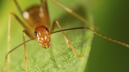 Найден новый механизм питания самых опасных муравьев