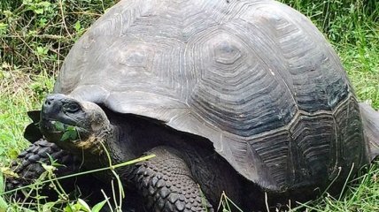 На Галапагосах нашли потомков вымерших видов гигантских черепах