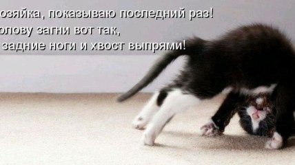 Для хорошего настроения: веселые и смешные котики - Телеграф