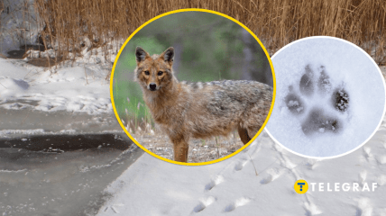 Сліди хижаків на снігу