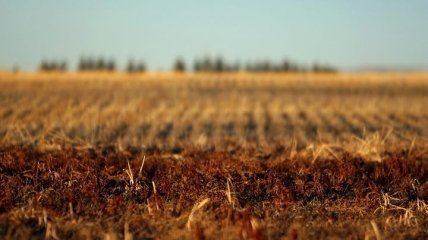 США выделит $6 млрд на помощь фермерам, пострадавшим из-за пошлин 