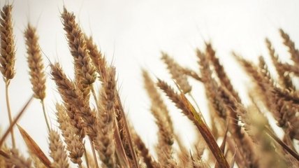 В 2013 году Украина может увеличить урожай пшеницы на 25 %