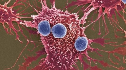 Вещества, которые способны "пробуждать" лимфоциты для борьбы с раком