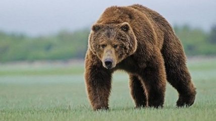 В Канаде медведь разорвал десятилетнюю девочку
