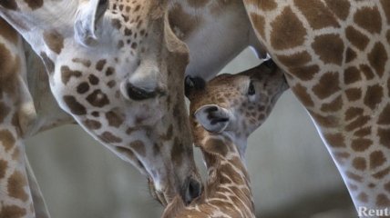 В крымском "Тайгане" родился 1-й за последние десятилетия жираф
