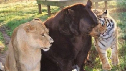 Невероятная история дружбы льва, тигра и медведя (Фото) 