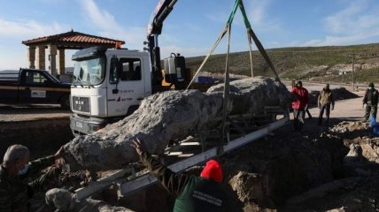 В Греции нашли окаменелое дерево возрастом 20 миллионов лет (фото, видео)