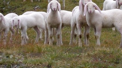 Молдавские овцы снова забрели в Украину  