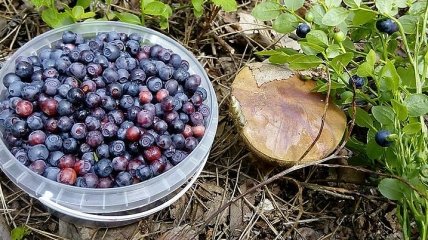 Украинцы смогут собирать ягоды в приграничье Беларуси